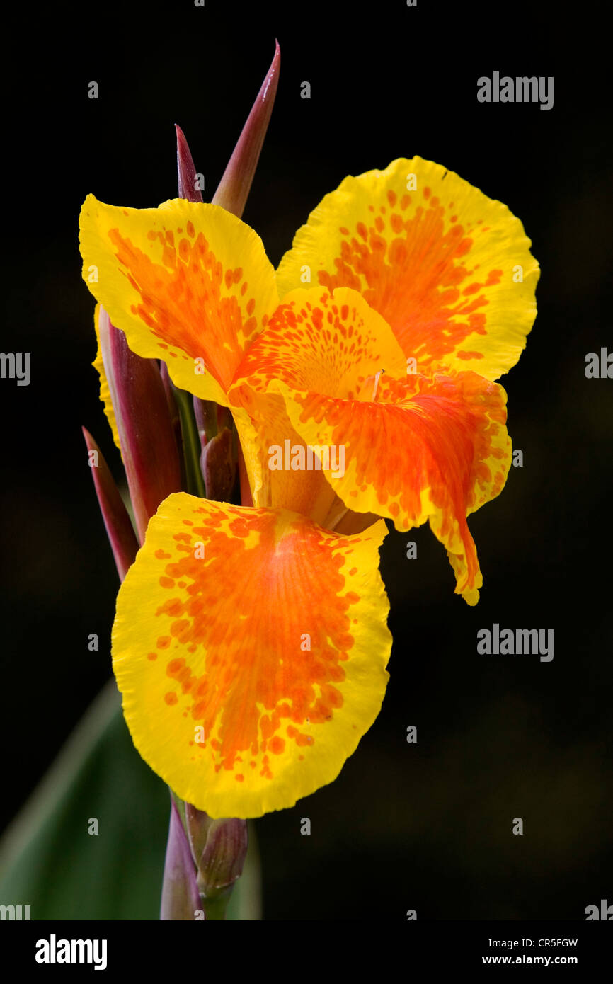 CANNA Blume, Peradeniya botanische Gärten, Kandy, Central, Sri Lanka Stockfoto