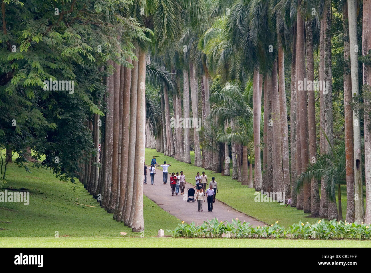 Royal Palm Avenue, Central, Sri Lanka, Kandy, Peradeniya botanische Gärten Stockfoto