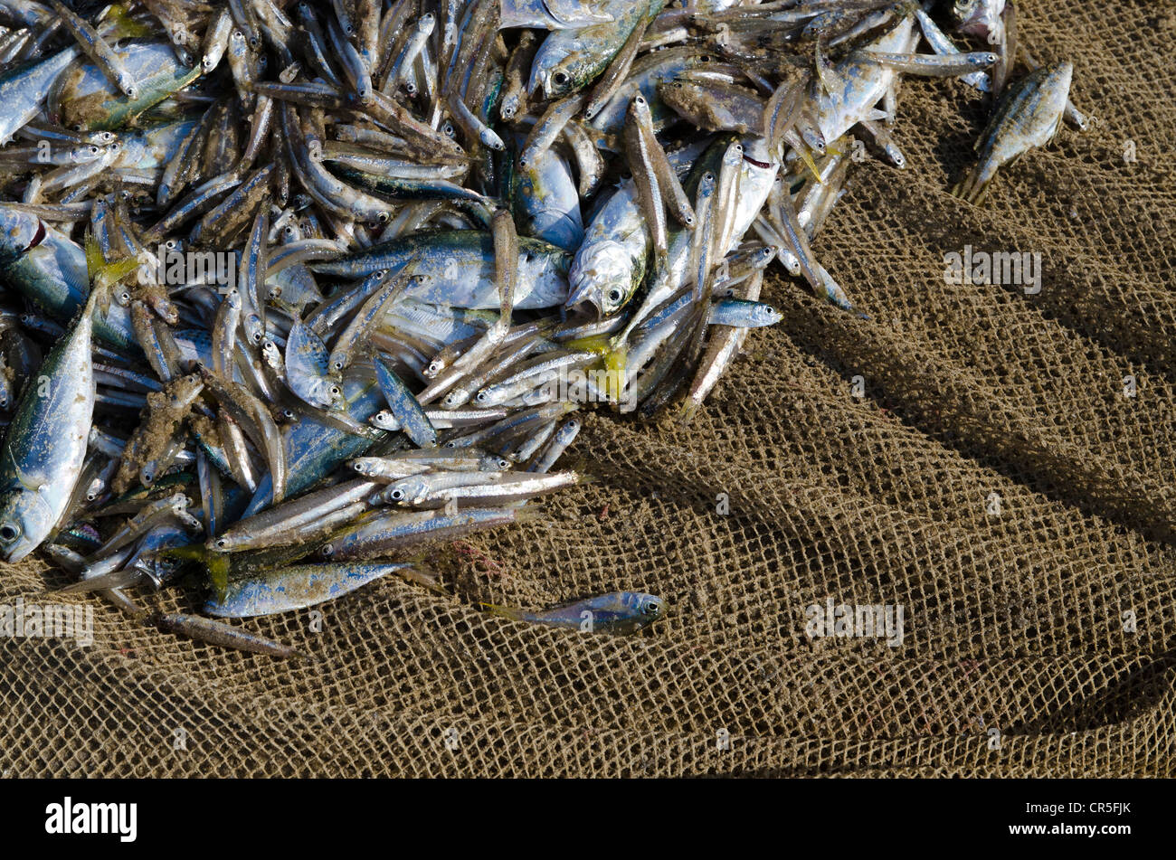 Fisch gefangen in einem Fischernetz, in einem kleinen Dorf an der Küste rund um Varkala, Kerala, Indien, Asien Stockfoto