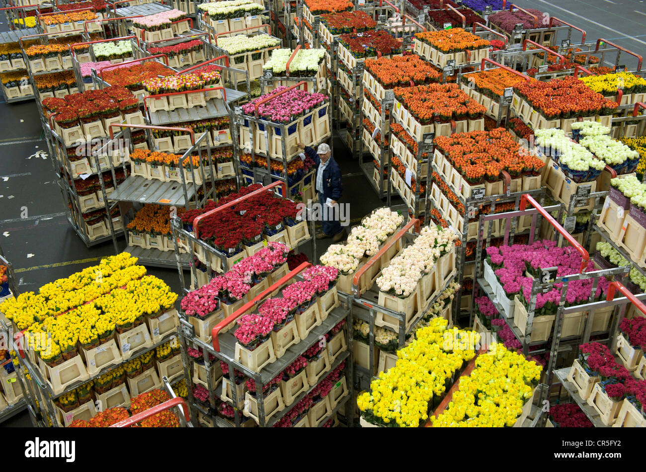 Niederlande Südholland Provinz Aalsmeer der größte Blumenmarkt in der