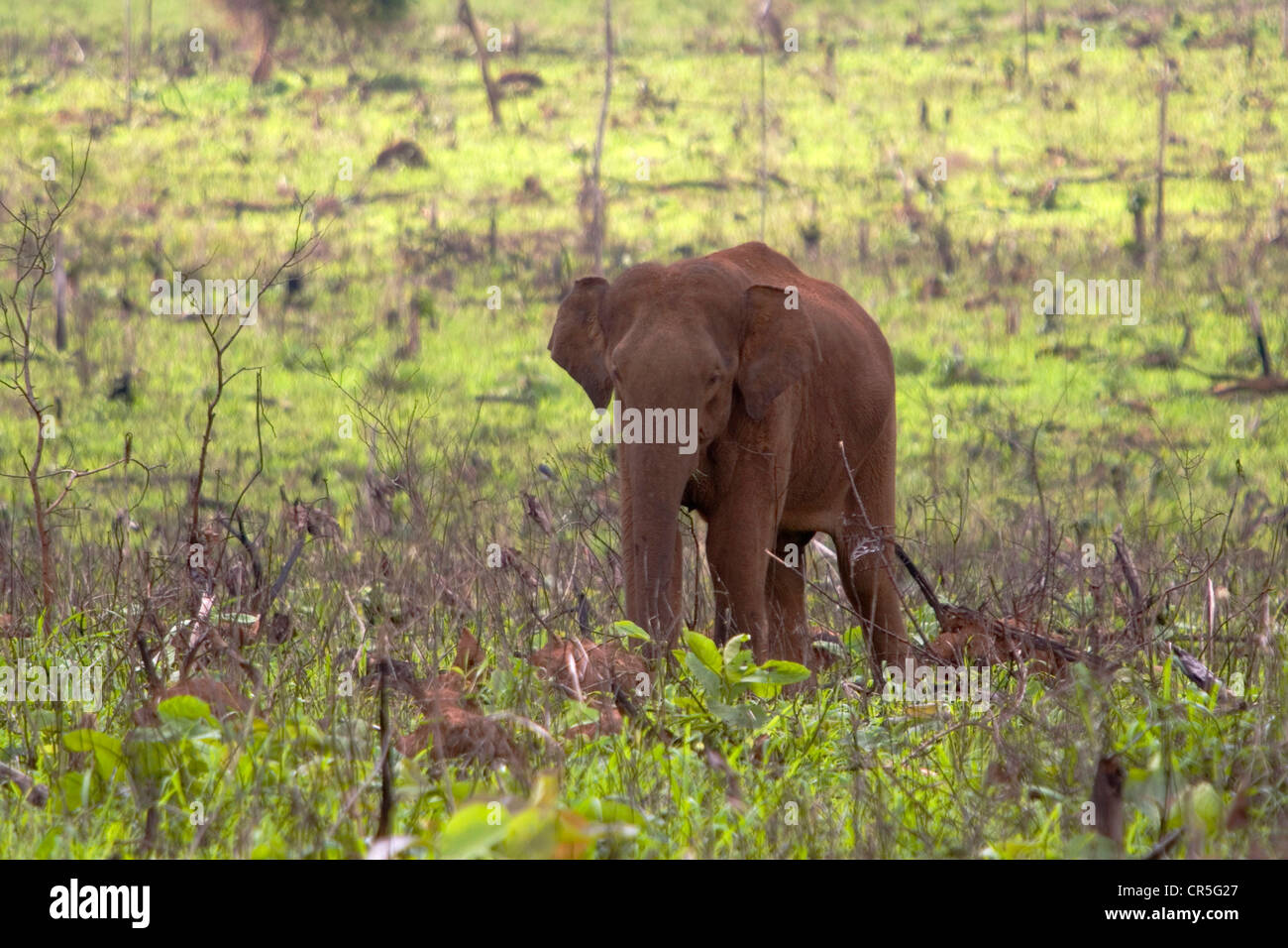 Asiatischer Elefant (Elephas Maximus Maximus), Uda Walawe Nationalpark, Sabaragamuwa, Sri Lanka Stockfoto