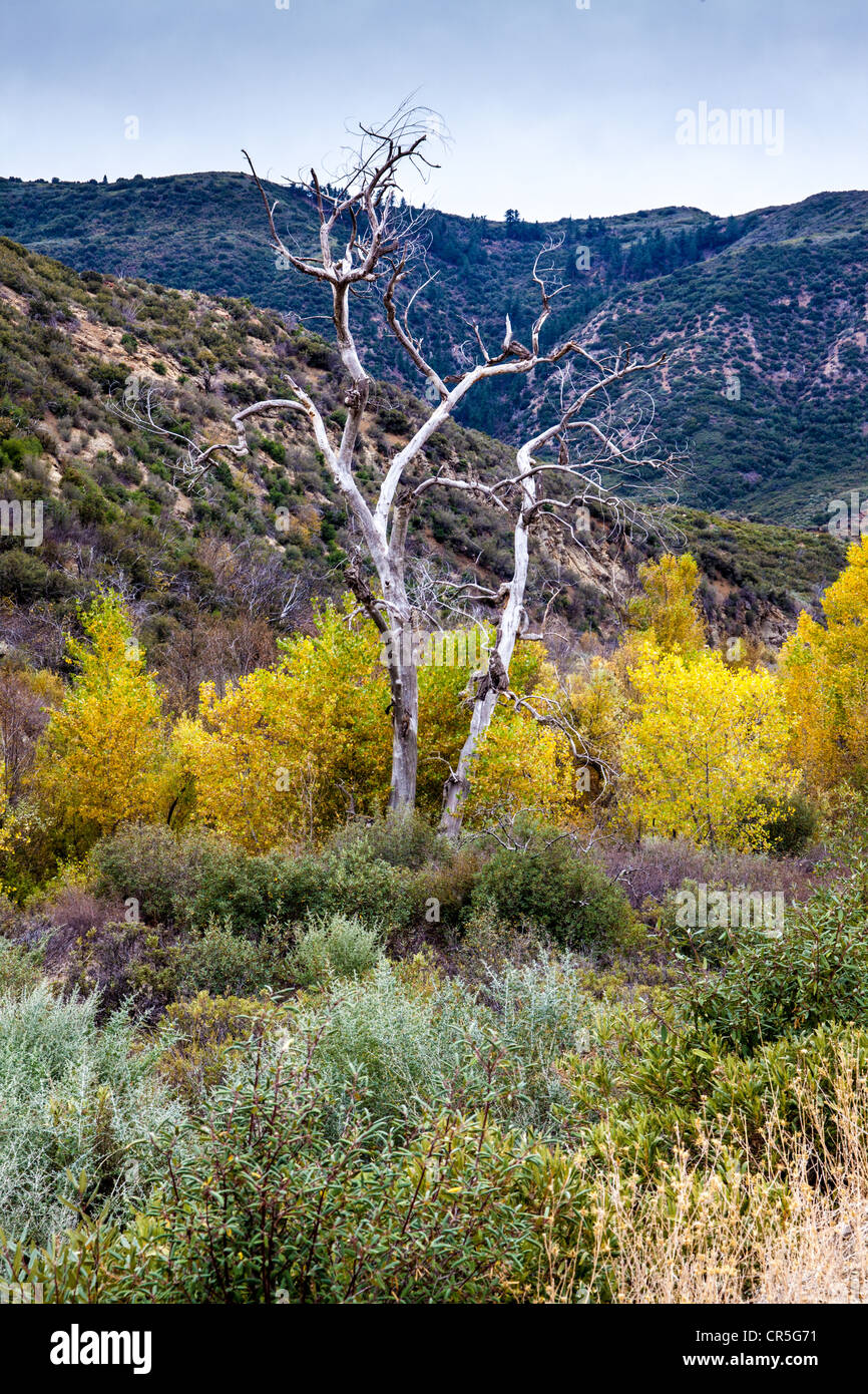 Ein toter Baum im Los Padres National Forest entlang der kalifornischen Highway 33 nördlich von Ojai Kalifornien Stockfoto