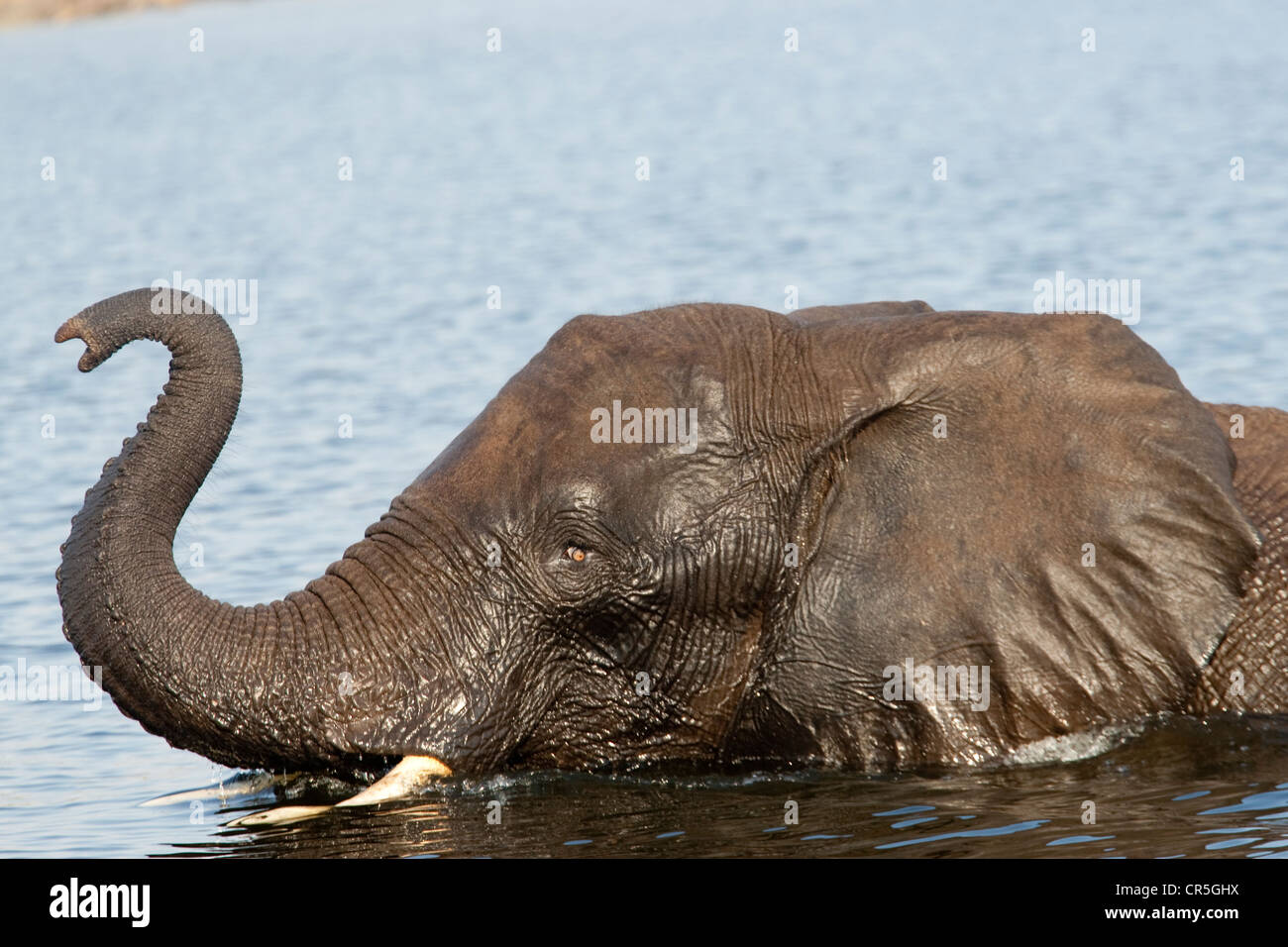 Botswana, Chobe-Nationalpark Chobe River, afrikanischer Bush Elefant (Loxodonta Africana) Stockfoto