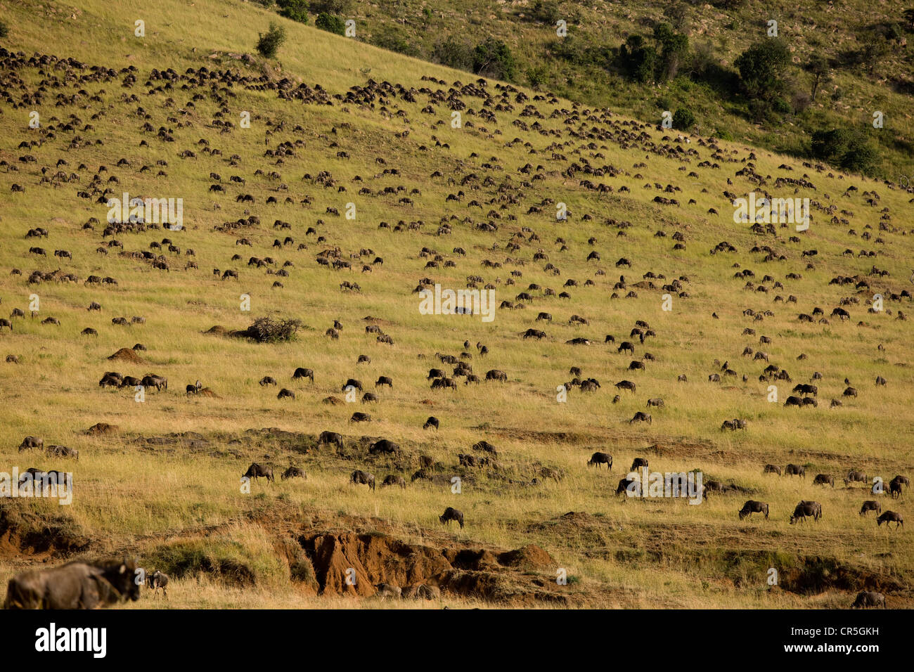 Masai Mara National Reserve, Kenia, Migration, weißen bärtigen Gnus (Connochaetes Taurinus) Stockfoto