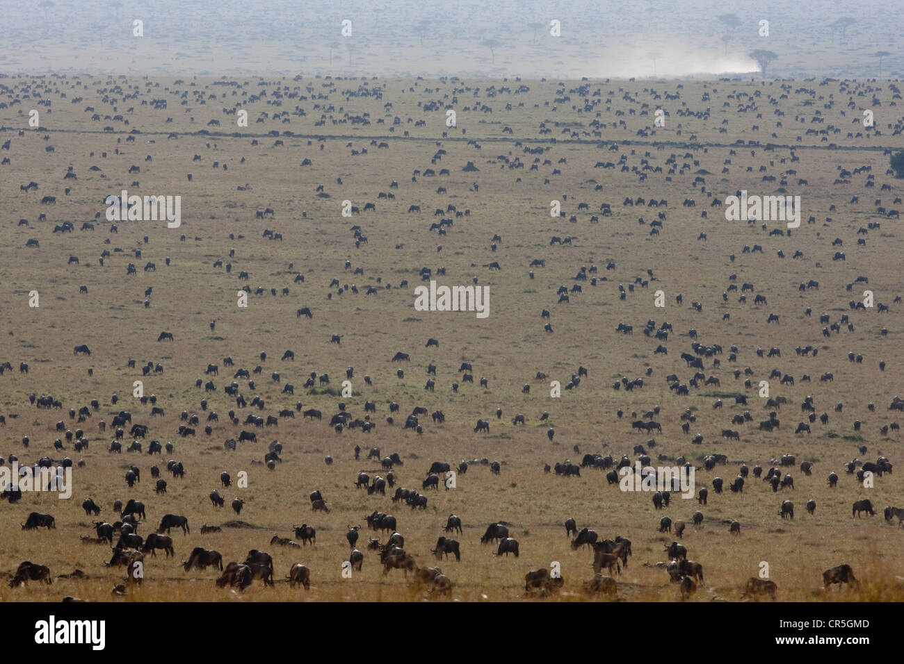 Masai Mara National Reserve, Kenia, Migration, weißen bärtigen Gnus (Connochaetes Taurinus) Stockfoto