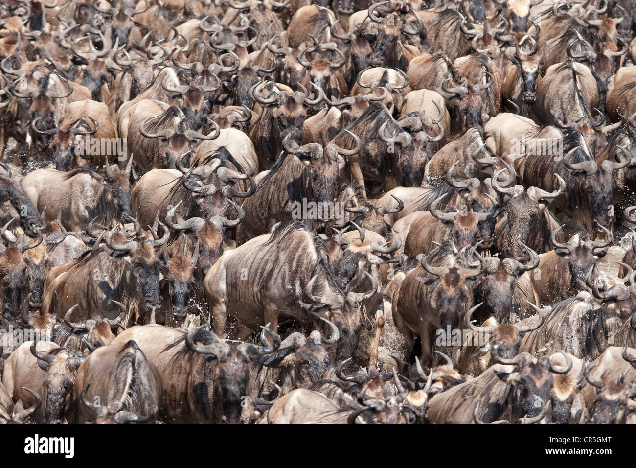 Kenia, Masai Mara National Reserve, weißen bärtigen Gnus (Connochaetes Taurinus), Migration, Überquerung des Mara Flusses Stockfoto