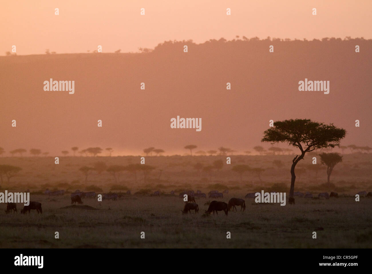 Kenia, Masai Mara National Reserve, weißen bärtigen Gnus (Connochaetes Taurinus), Migration, Sonnenuntergang Stockfoto