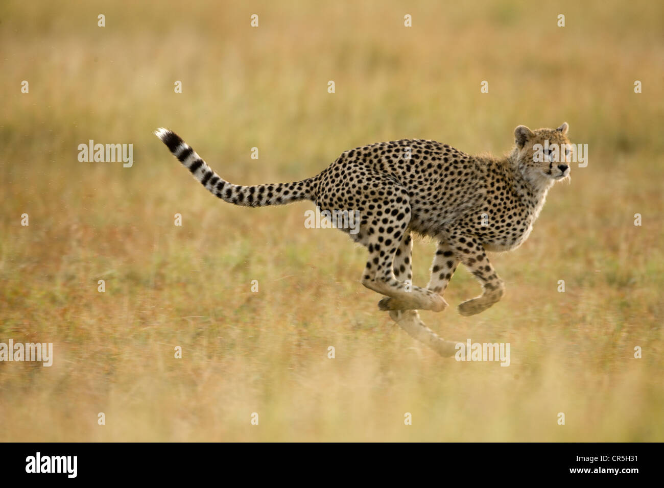 Kenia, Masai Mara National Reserve, Guepard (Acinonyx Jubatus), junge spielen Stockfoto