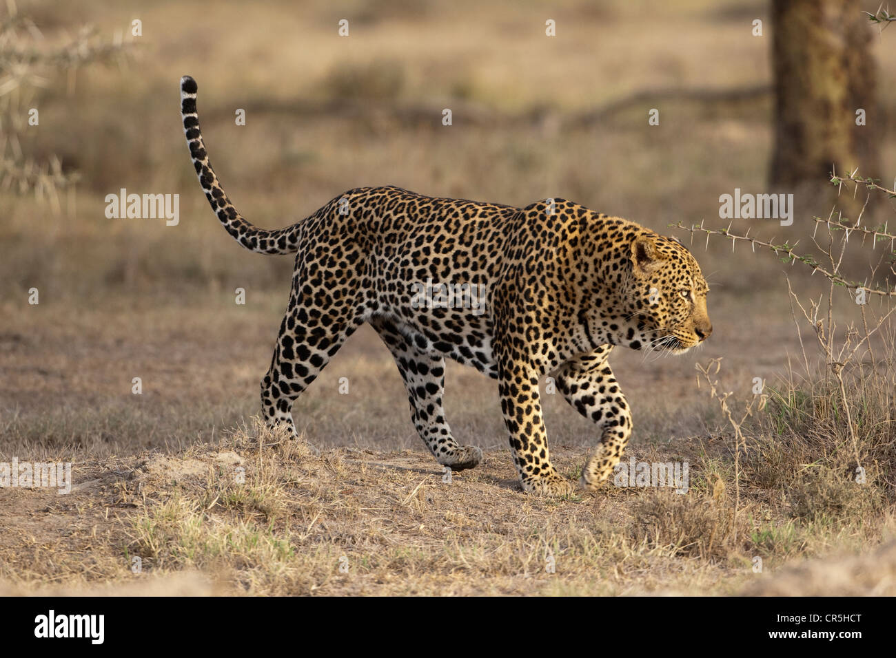 Kenia, Masai Mara National Reserve, Leopard (Panthera Pardus), Männlich Stockfoto