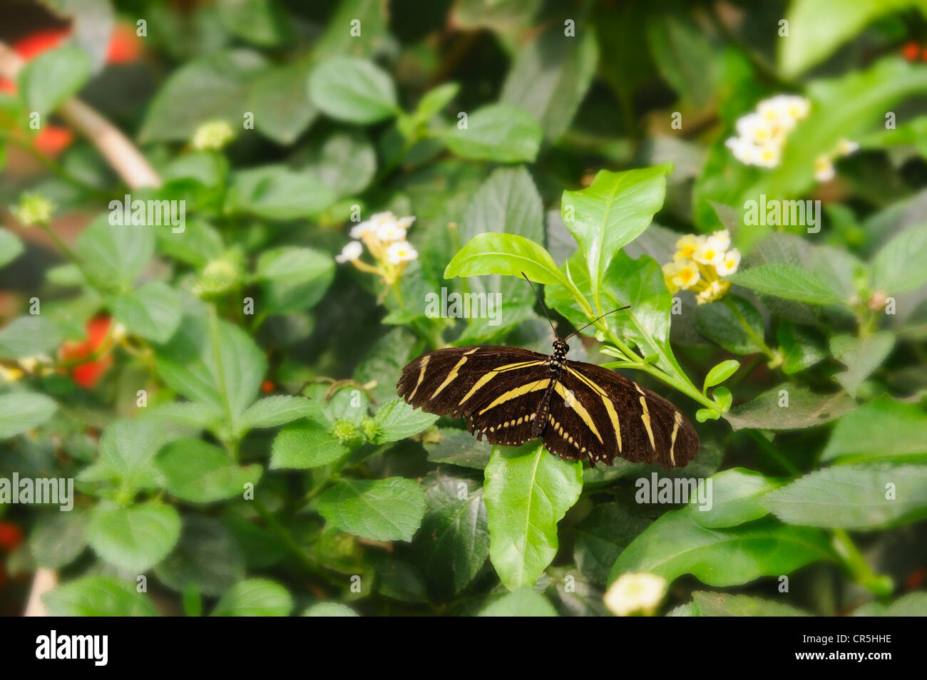 Männliche Zebra Schmetterling aka Zebra Longwing Schmetterling aka gelb-barreled Heliconian Heliconius Charitonius am Strauch Eisenkraut Blatt Lantana Camara thront diese Schmetterlinge haben lange schwarze Flügel mit gelben Streifen. Flügel breit öffnen, in Gefangenschaft, USA. Stockfoto