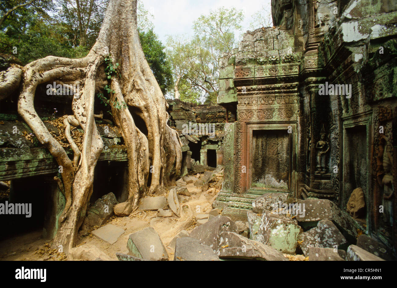 Dschungel über Ta Prom, Siem Reap, Kambodscha, Südost-Asien wächst Stockfoto