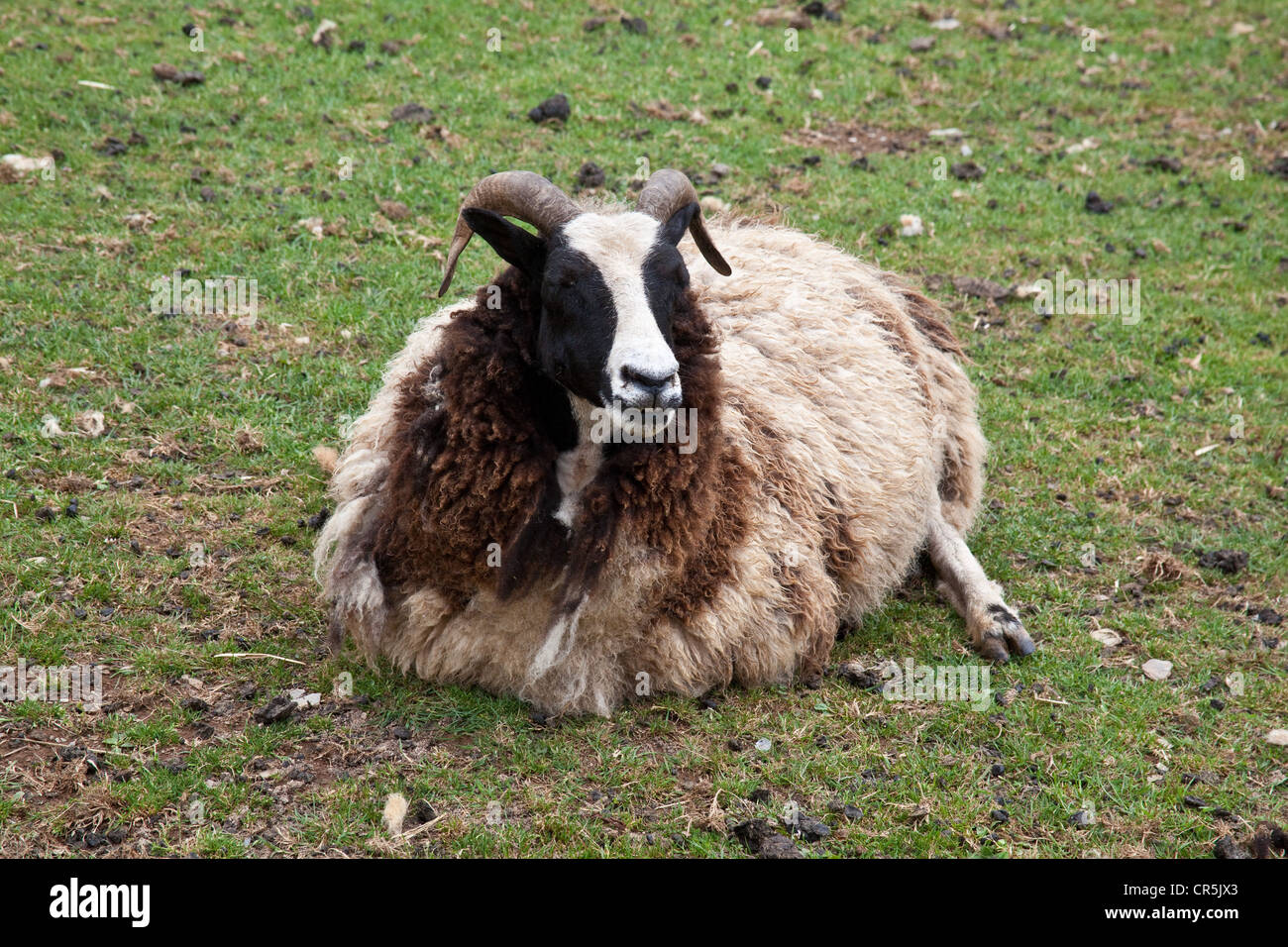 Jacob Sheep im Woodlands Family Theme Park, Totnes, Devon, England, Vereinigtes Königreich. Stockfoto