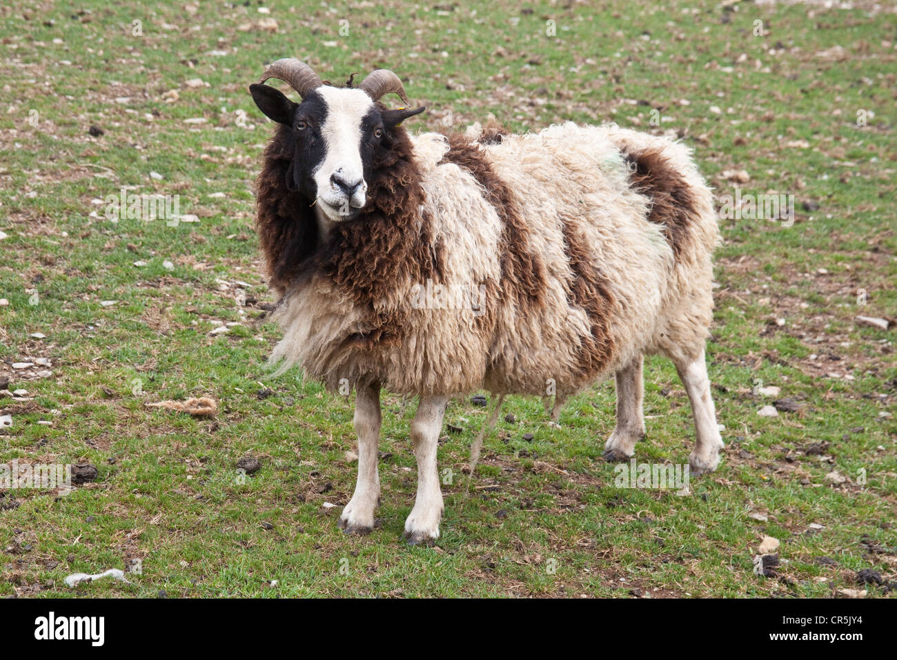 Jacob Sheep im Woodlands Family Theme Park, Totnes, Devon, England, Vereinigtes Königreich. Stockfoto