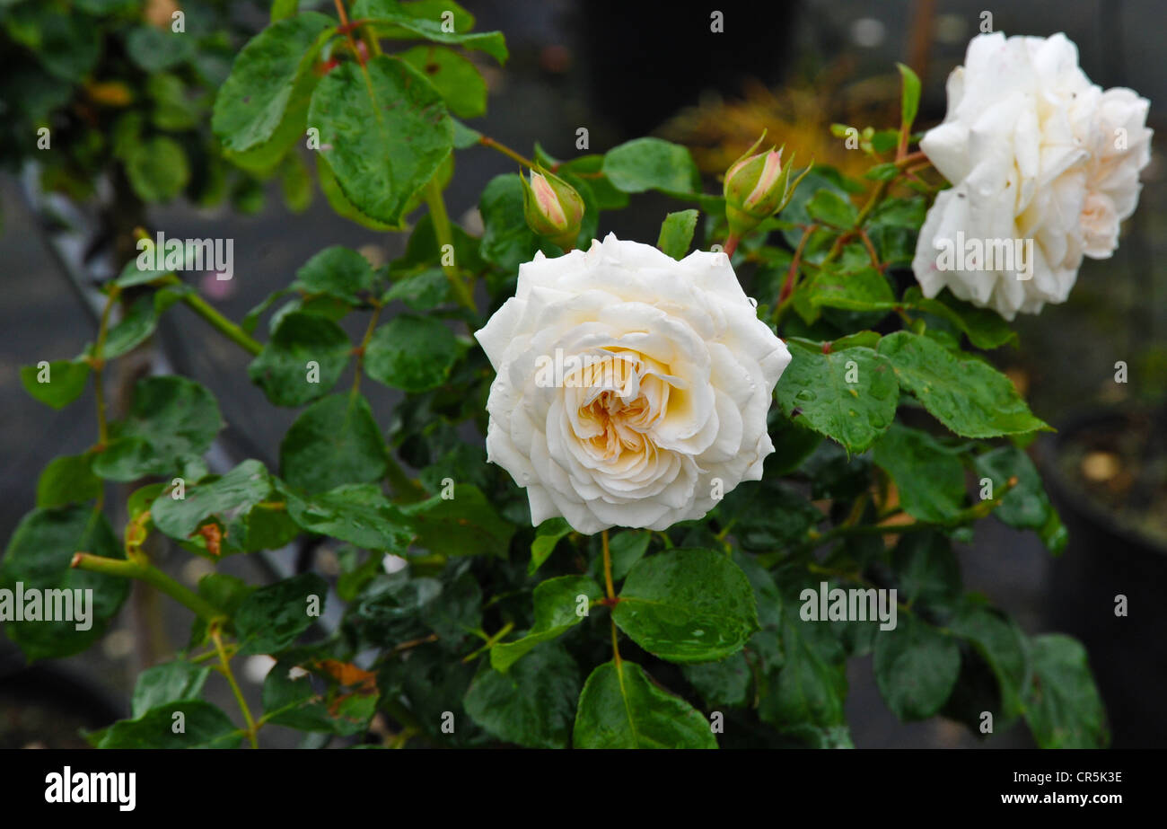 Zwei blasse rosa Rosen Stockfoto