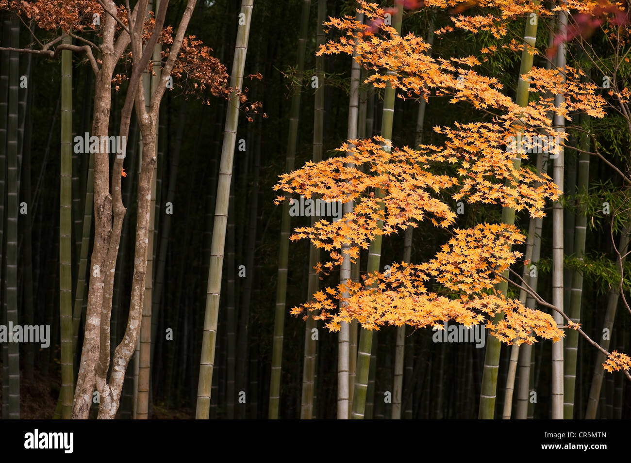 Japan, Insel Honshu, Kinki Region, Stadt Kyoto, Higashiyama Bezirk Ginkaku-Ji Tempel auch die Silber-Pavillon genannt, Stockfoto