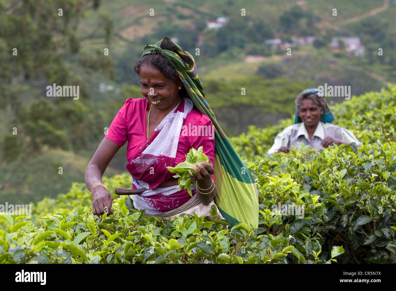 Tamil Teepflückerinnen, Rangala, Central, Sri Lanka Stockfoto