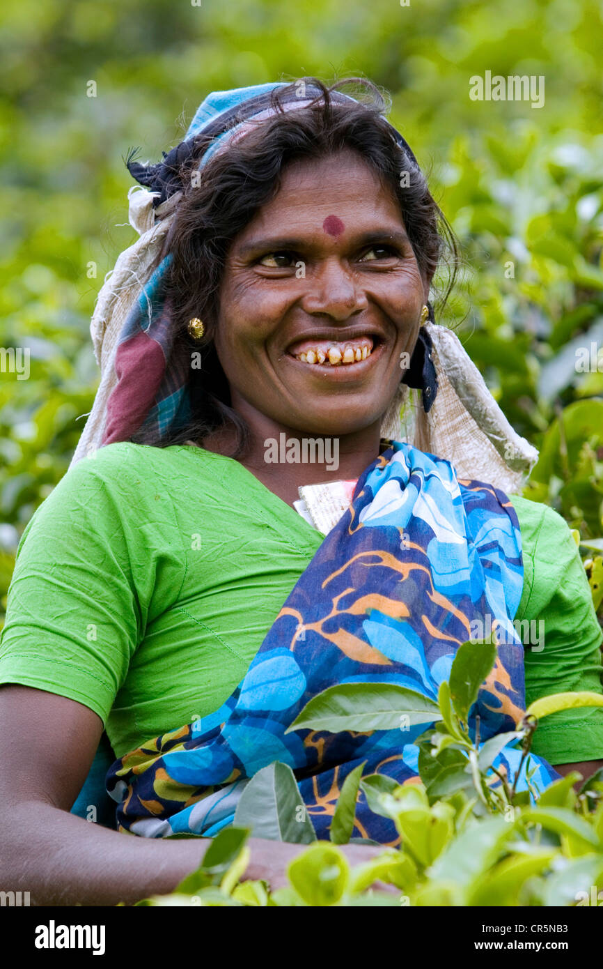 Tamil Tee Picker, Rangala, Central, Sri Lanka Stockfoto