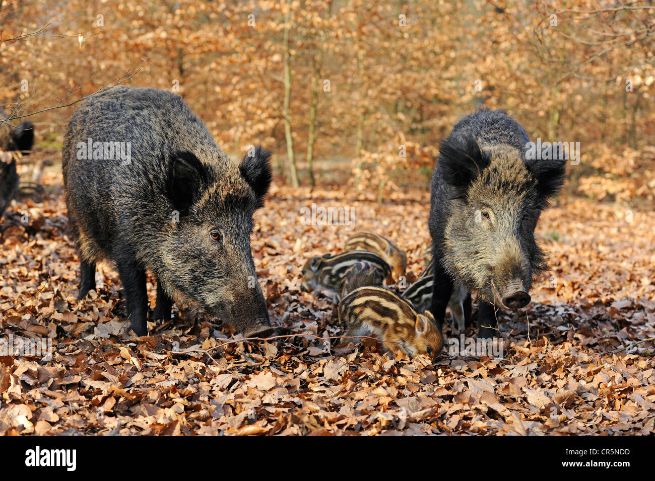 Wildschweine (Sus Scrofa), Sauen mit Ferkeln, in einem Gehäuse, North Rhine-Westphalia, Germany, Europe Stockfoto
