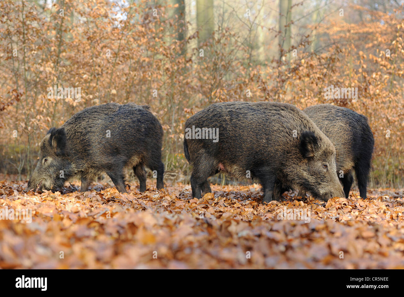 Wildschweine (Sus Scrofa), Weibchen, wilde Sauen auf Nahrungssuche, in Gefangenschaft, North Rhine-Westphalia, Germany, Europe Stockfoto