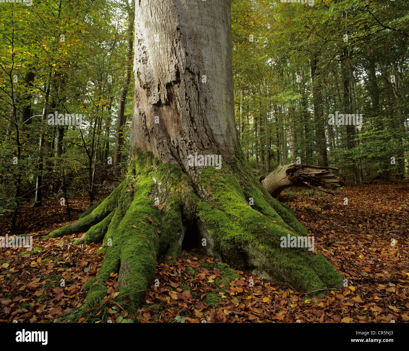 Stamm einer alten Buche (Fagus Sylvatica), bewachsen in Moos, dschungelartige Buchenwald, Steigerwald Wald, Bayern Stockfoto