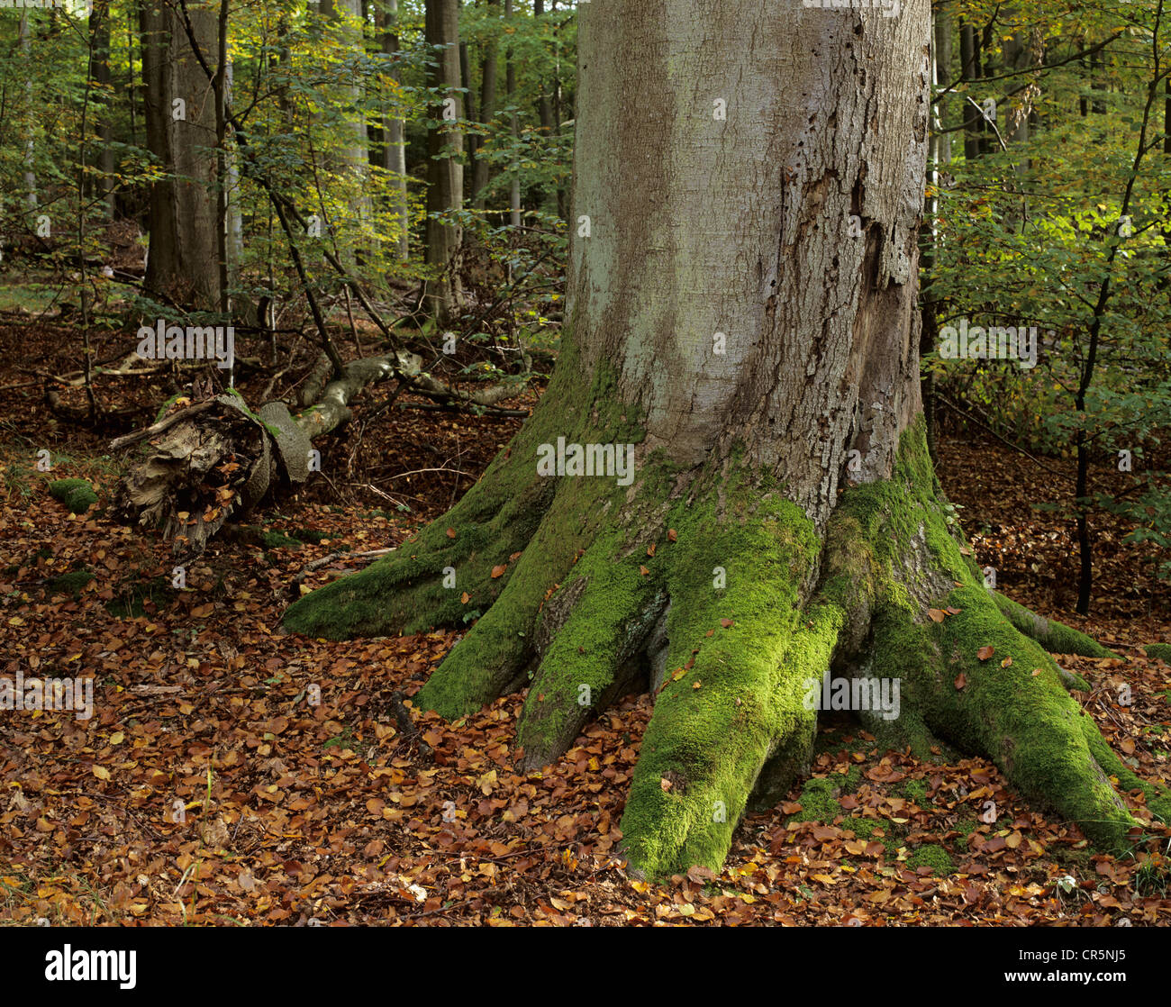 Stamm einer alten Buche (Fagus Sylvatica), bewachsen in Moos, dschungelartige Buchenwald, Steigerwald Wald, Bayern Stockfoto