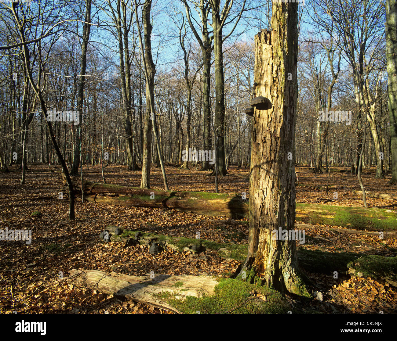 Totholz, auf Boden und aufrecht stehend, UNESCO Weltnaturerbe, Thüringen, Deutschland, Europa Stockfoto