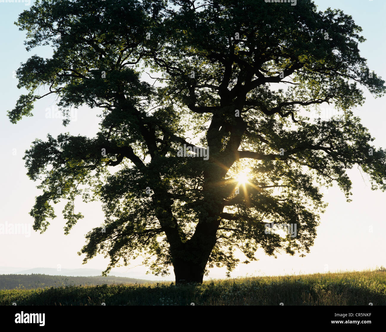 Einsame Eiche (Quercus Robur), einsamer Baum auf einer Wiese, Silhouette bei Sonnenaufgang, Thüringen, Deutschland, Europa Stockfoto