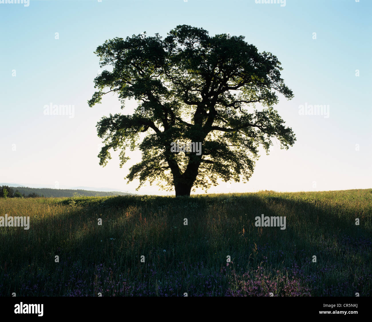 Einsame Eiche (Quercus Robur), einsamer Baum auf einer Wiese, Silhouette bei Sonnenaufgang, Thüringen, Deutschland, Europa Stockfoto