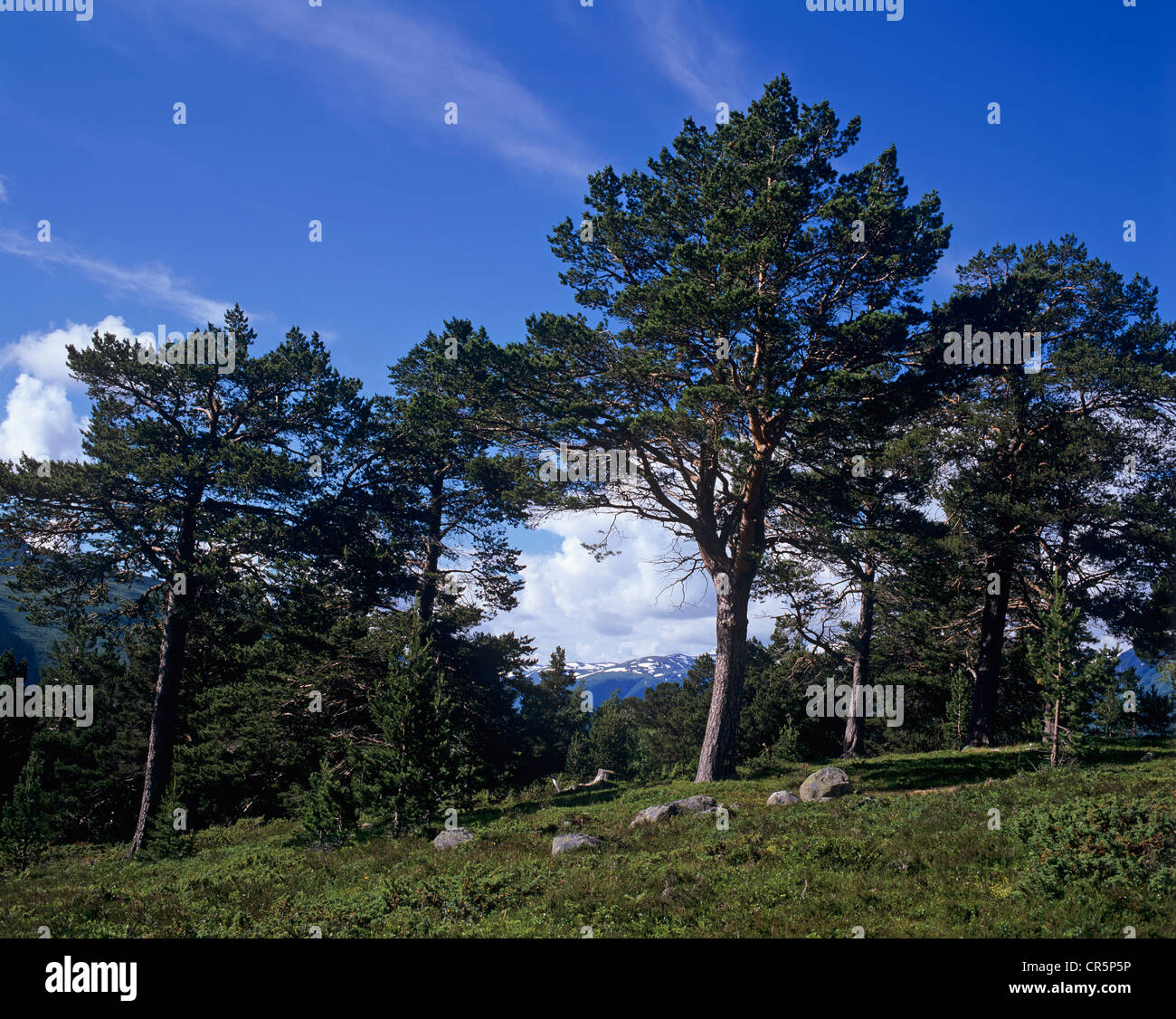 Landschaft mit Pinien (Pinus Sylvestris) über dem Aurlandsfjord, Aurland, Sogn Og Fjordane, Norwegen, Skandinavien, Europa Stockfoto