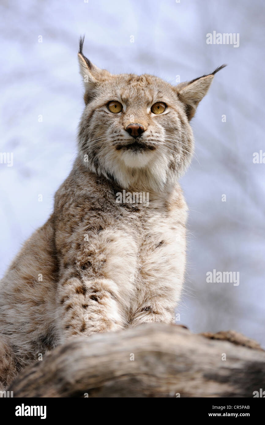 Luchs (Lynx Lynx), Zoo Tierpark Suhl, Thüringen, Deutschland, Europa Stockfoto