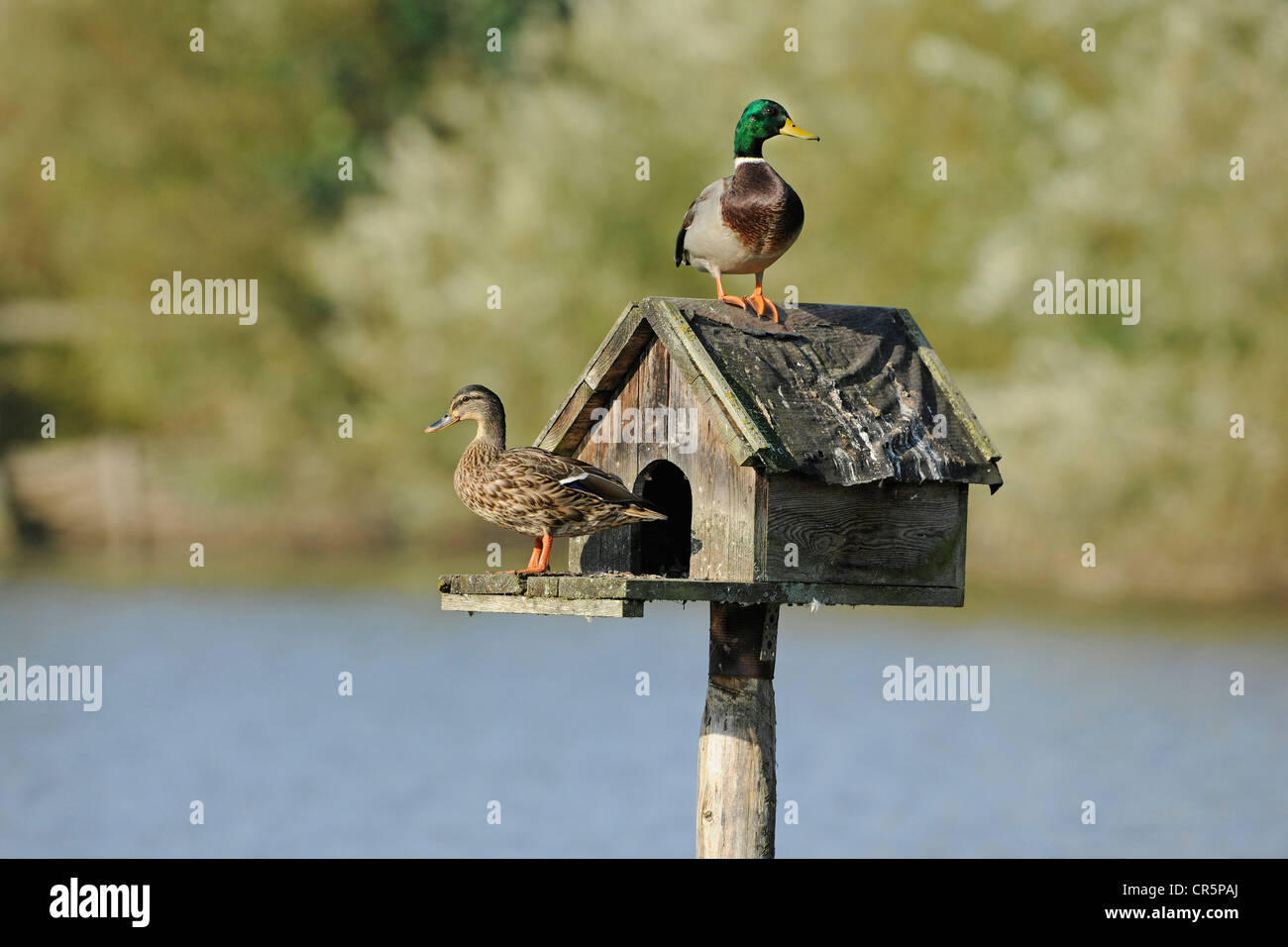 Stockente Enten (Anas Platyrhynchos), männliche und eine weibliche sitzt auf einer Sammelform zu unterstützen, ein kleines Holzhaus, das steht aufrecht auf eine Stockfoto