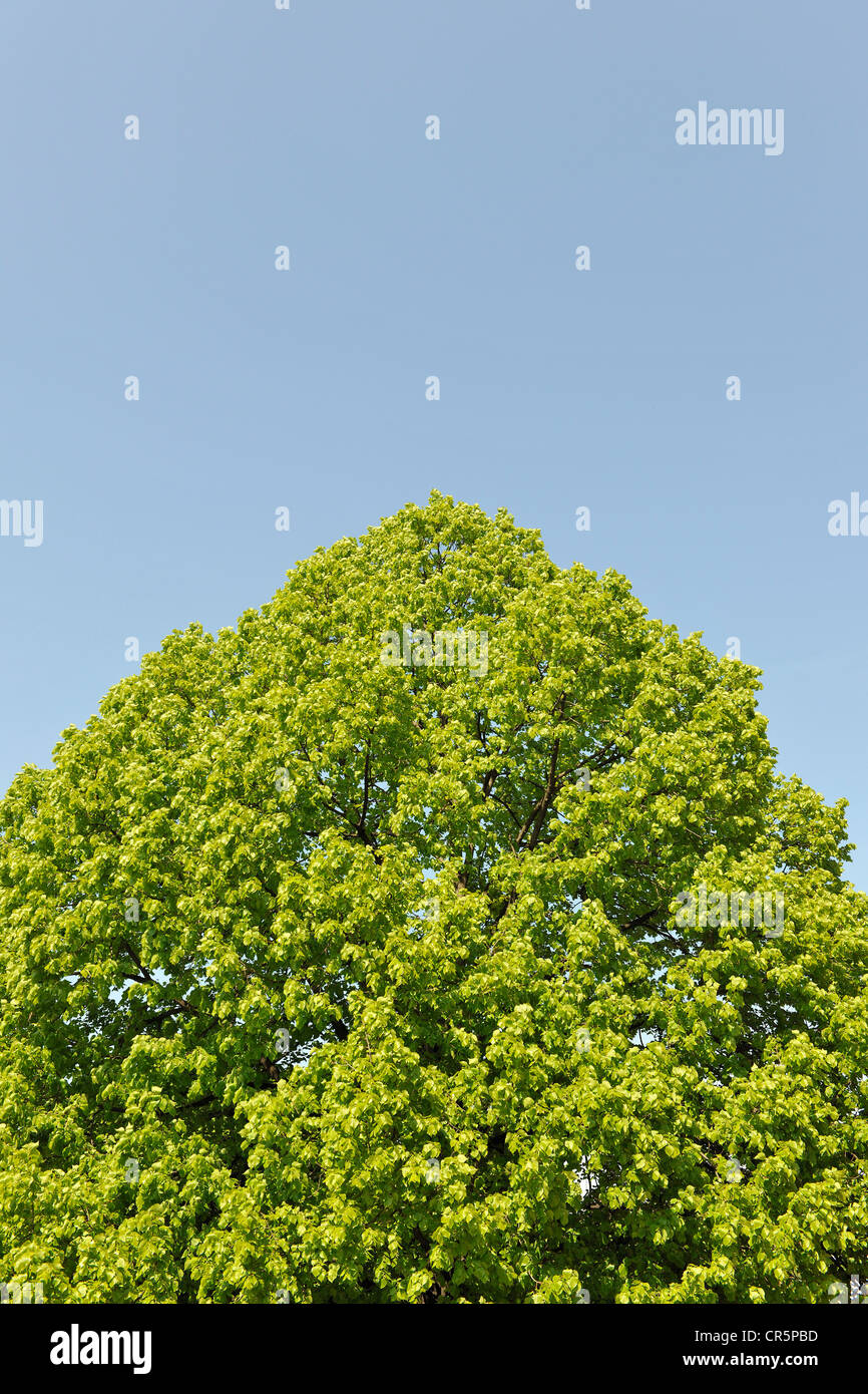 Krone eine kleinblättrige Linde (Tilia Cordata) vor einem blauen Himmel, mit Platz für Text, Thüringen, Deutschland, Europa Stockfoto