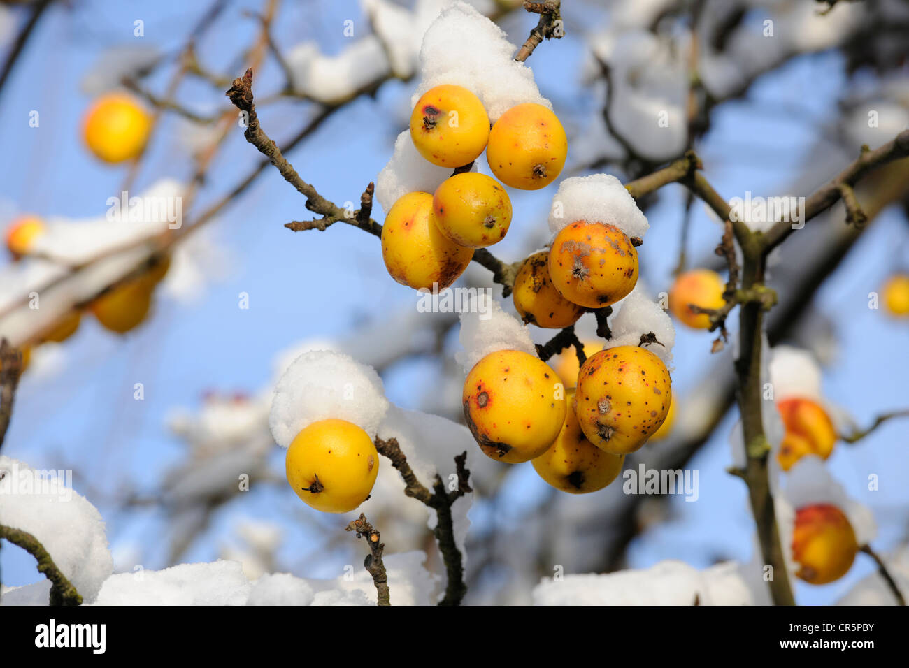 Krabben Sie, Äpfel oder europäische wilde Äpfel (Malus Sylvestris) im Schnee, Thüringen, Deutschland, Europa Stockfoto