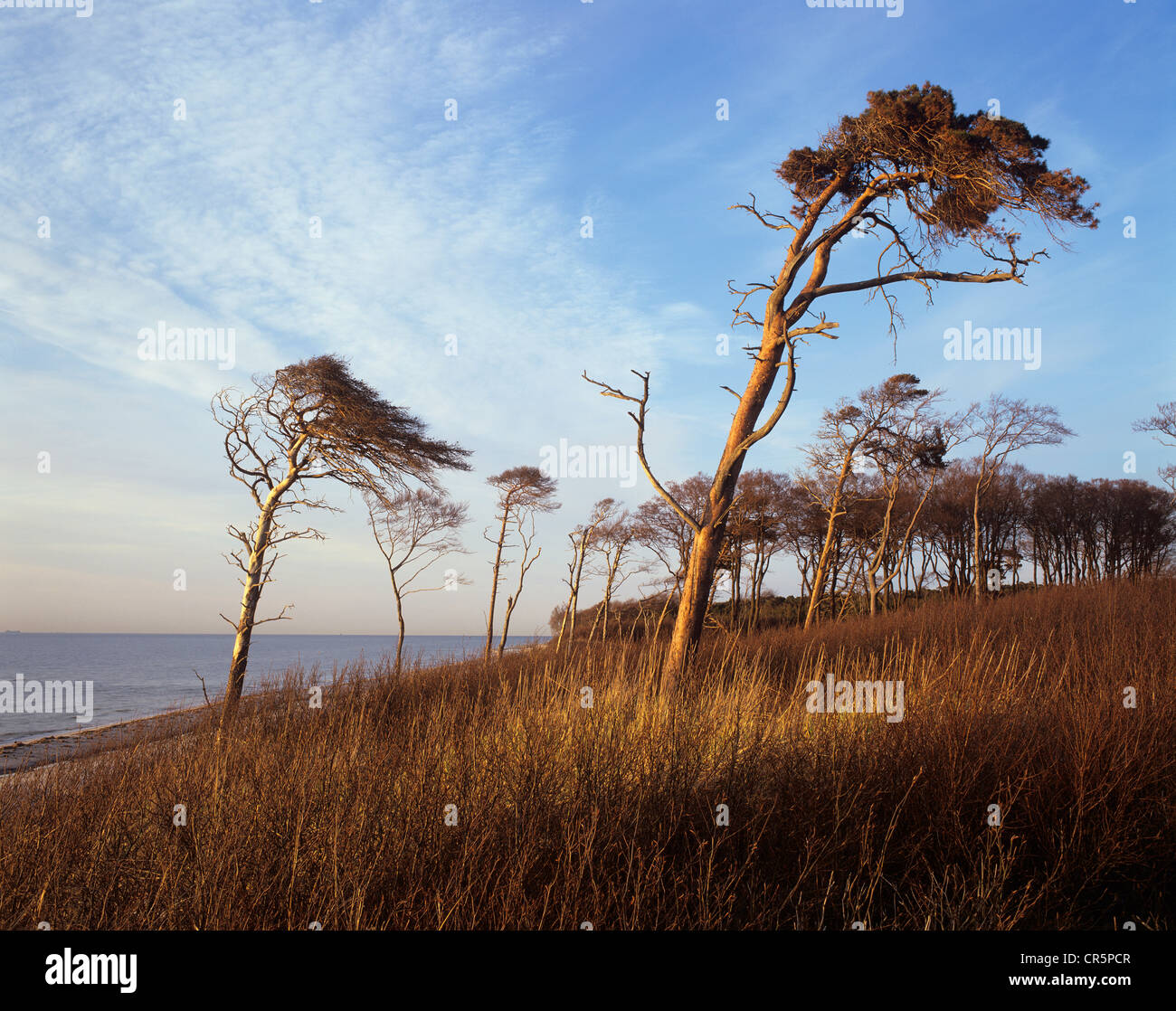 Vom Wind verwehten Kiefern (Pinus Sylvestris) am westlichen Strand der Halbinsel Darß, Nationalpark Bodden Landschaft Stockfoto