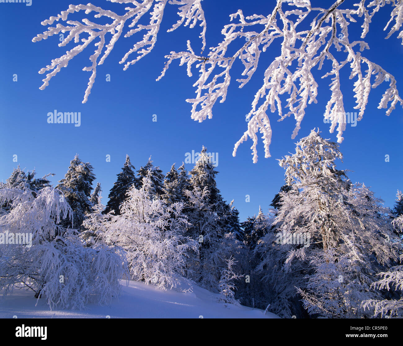 Bäume mit dicken Frost und Schnee unter einem stahlblauen Himmel, Thüringer Wald, Thüringen, Deutschland, Europa Stockfoto