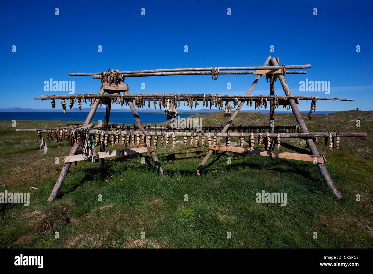 Trockengestelle mit Stockfisch, Flatey Insel, Island, Europa Stockfoto