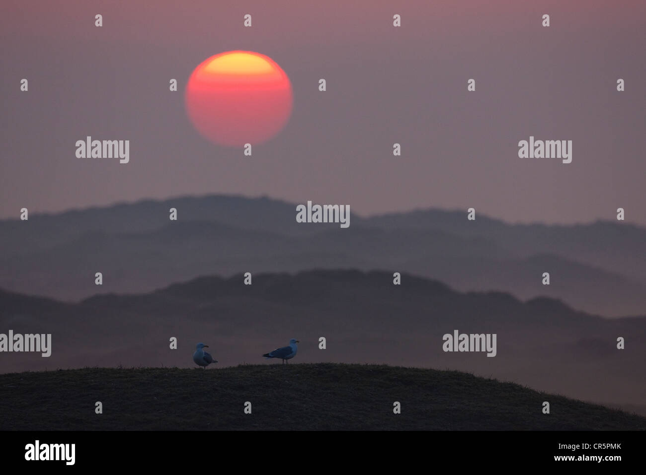 Sunrise, Silbermöwen (Larus Argentatus), Dünen, Texel, Niederlande, Europa Stockfoto