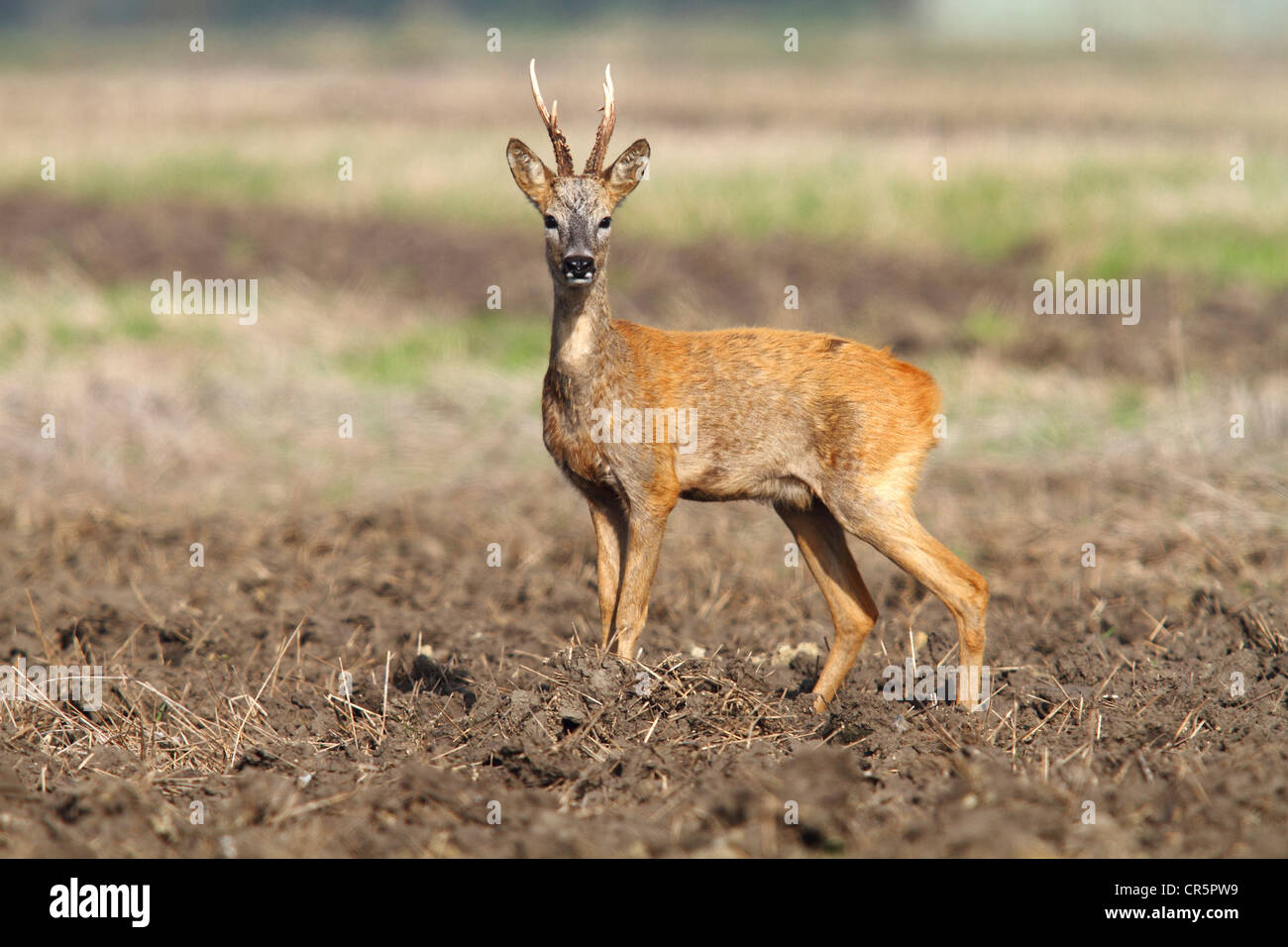 Europäische oder westliche Reh (Capreolus Capreolus), buck nach der Brunftzeit auf Feld stehen Stockfoto