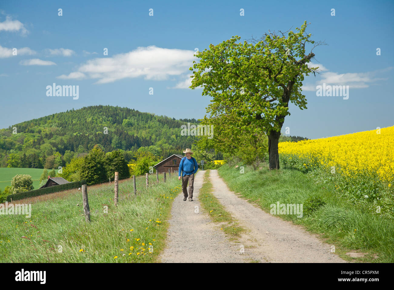 Wanderer auf einer unbefestigten Straße in Gossdorf, mit Blick auf Gickelsberg Berg, Sächsische Schweiz, Sachsen, Deutschland, Europa Stockfoto