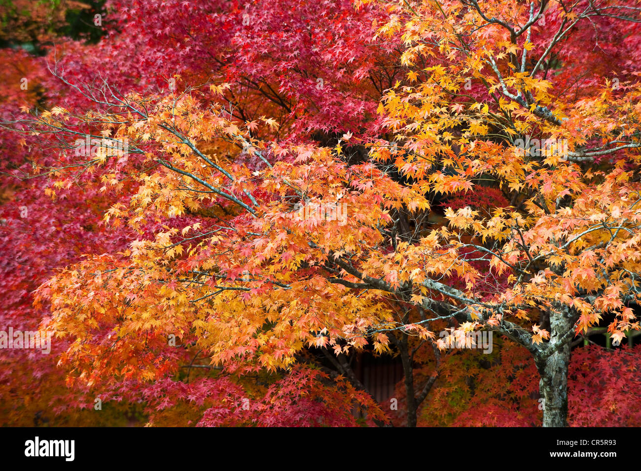 Stadt Kyoto, Takao Mount, North nach Kyoto, Ahorne, Kinki-Region, Insel Honshu, Japan Stockfoto