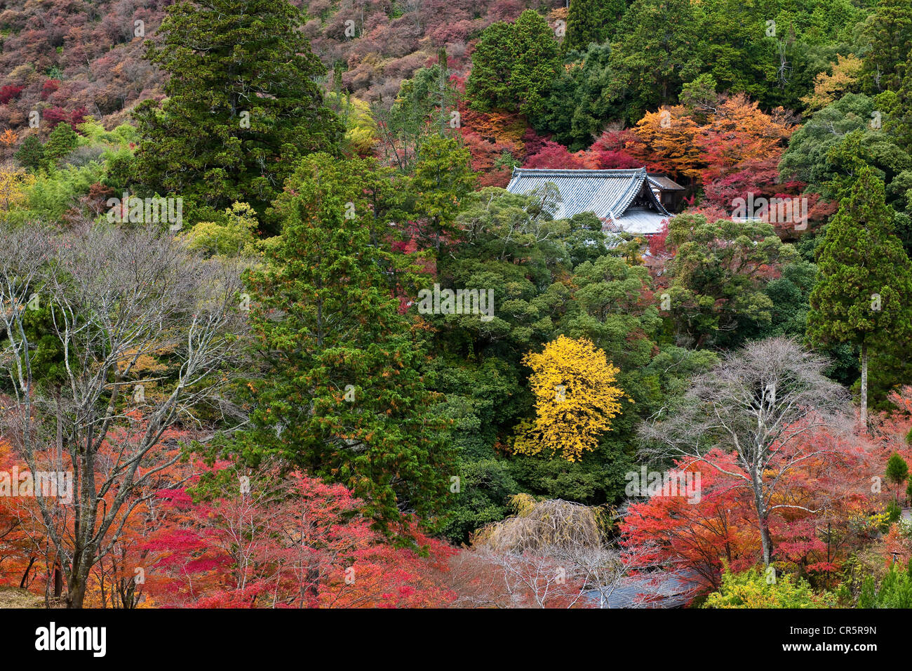 Stadt Kyoto, Takao Mount, North nach Kyoto, den Saimyoji Tempel, Kinki-Region, Insel Honshu, Japan Stockfoto