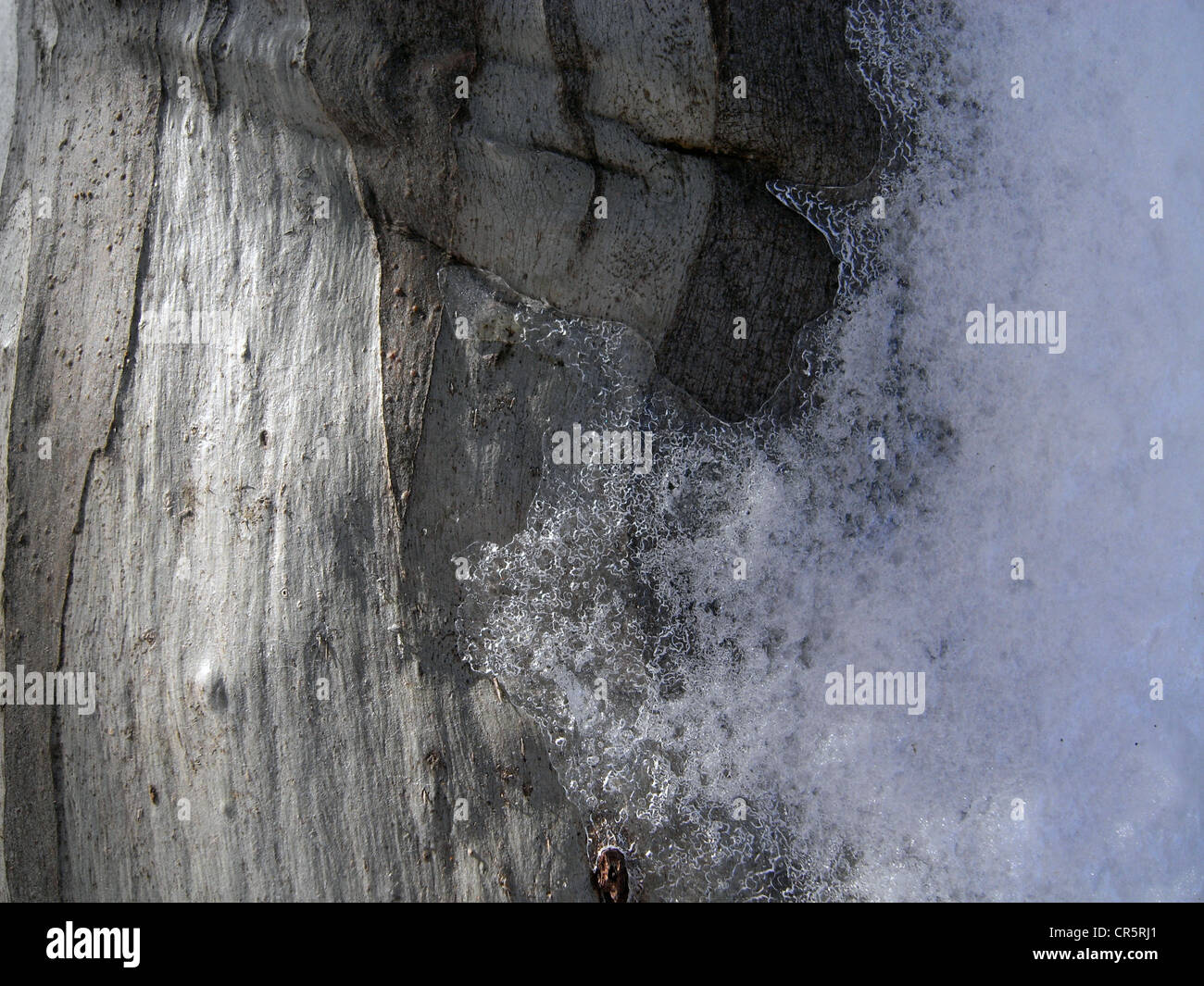 Eis auf Snowgum Stamm, Kosciuszko National Park, NSW, Australien Stockfoto