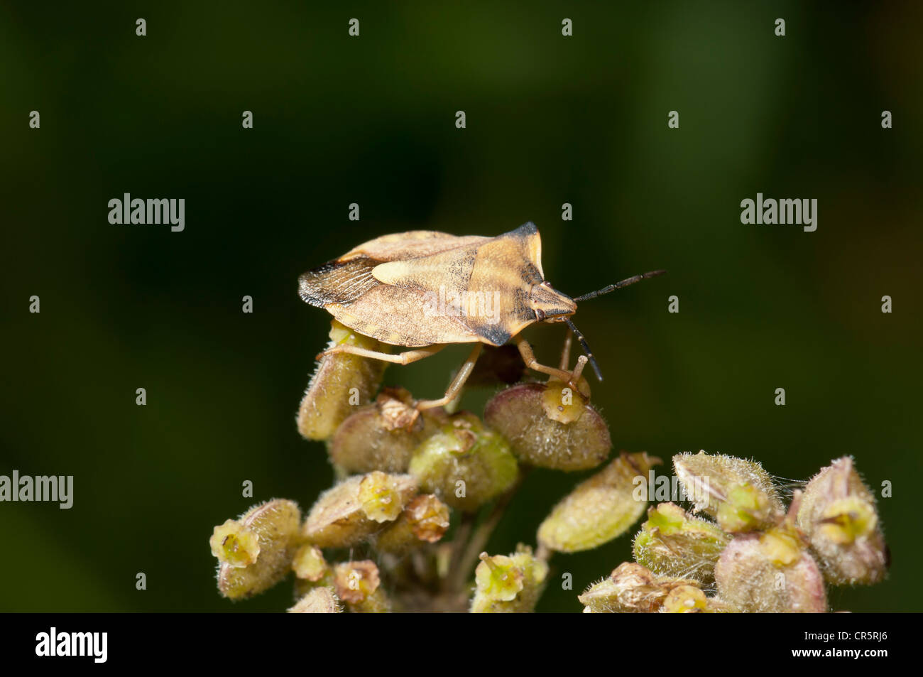 Bug (Carpocoris Fuscispinus) zu schützen, auf Blumensamen, Dreieichenhain, Hessen, Deutschland, Europa Stockfoto