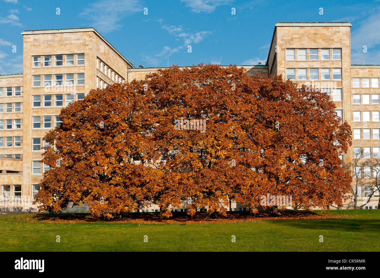 Europäische Buche oder Rotbuche (Fagus Sylvatica) vor dem Poelzig-Gebäude an der Goethe-Universität, Herbststimmung Stockfoto