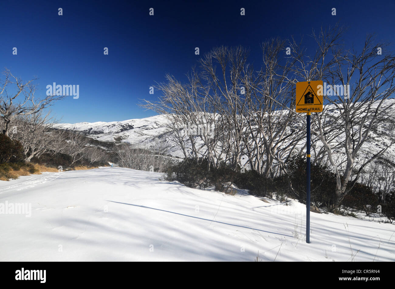 Home-Trail Skipiste unter Snowgum Wald regenerieren von ein Buschfeuer, Guthega, Kosciuszko National Park, NSW, Australien Stockfoto