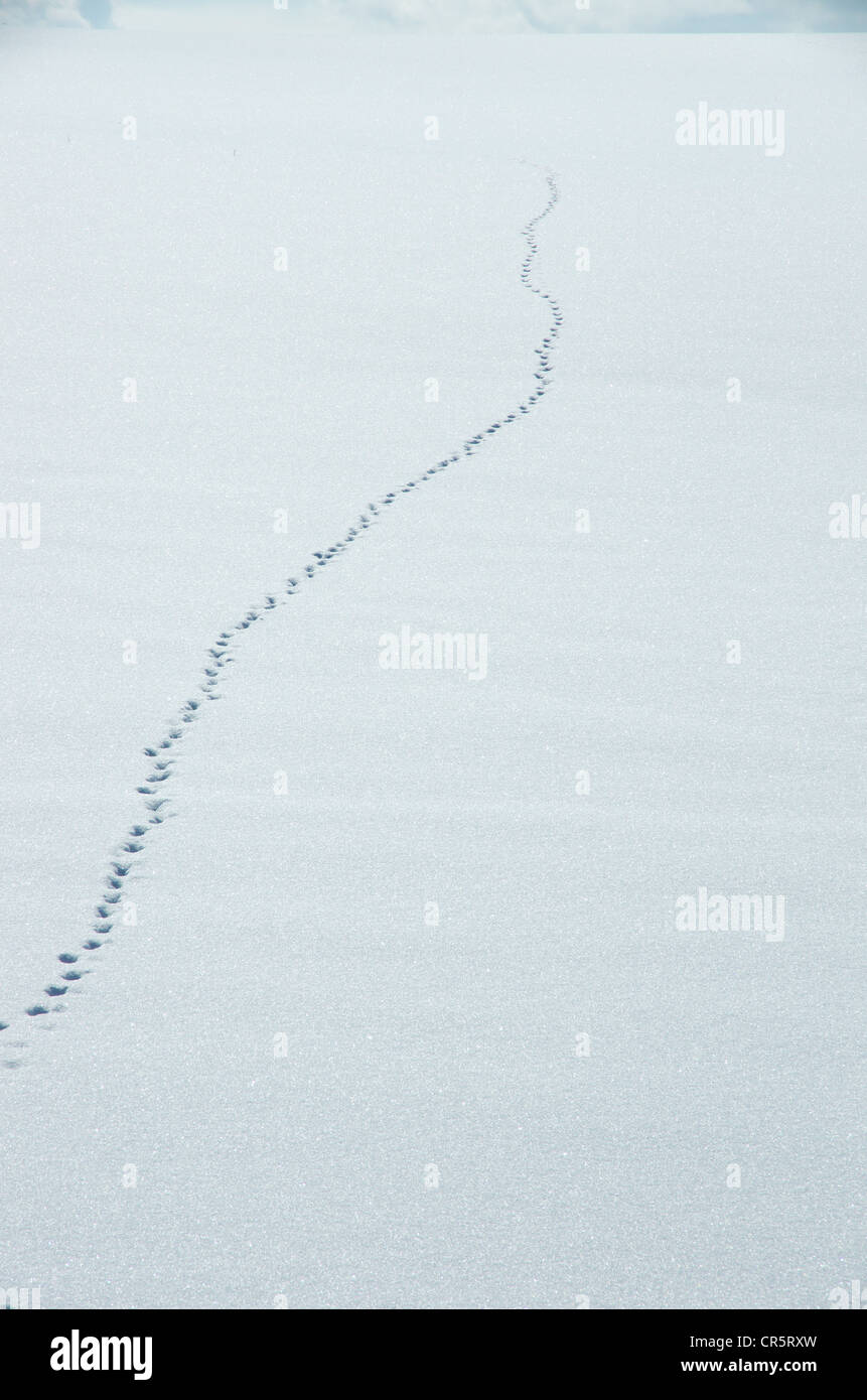 Pawprints im Schnee Stockfoto