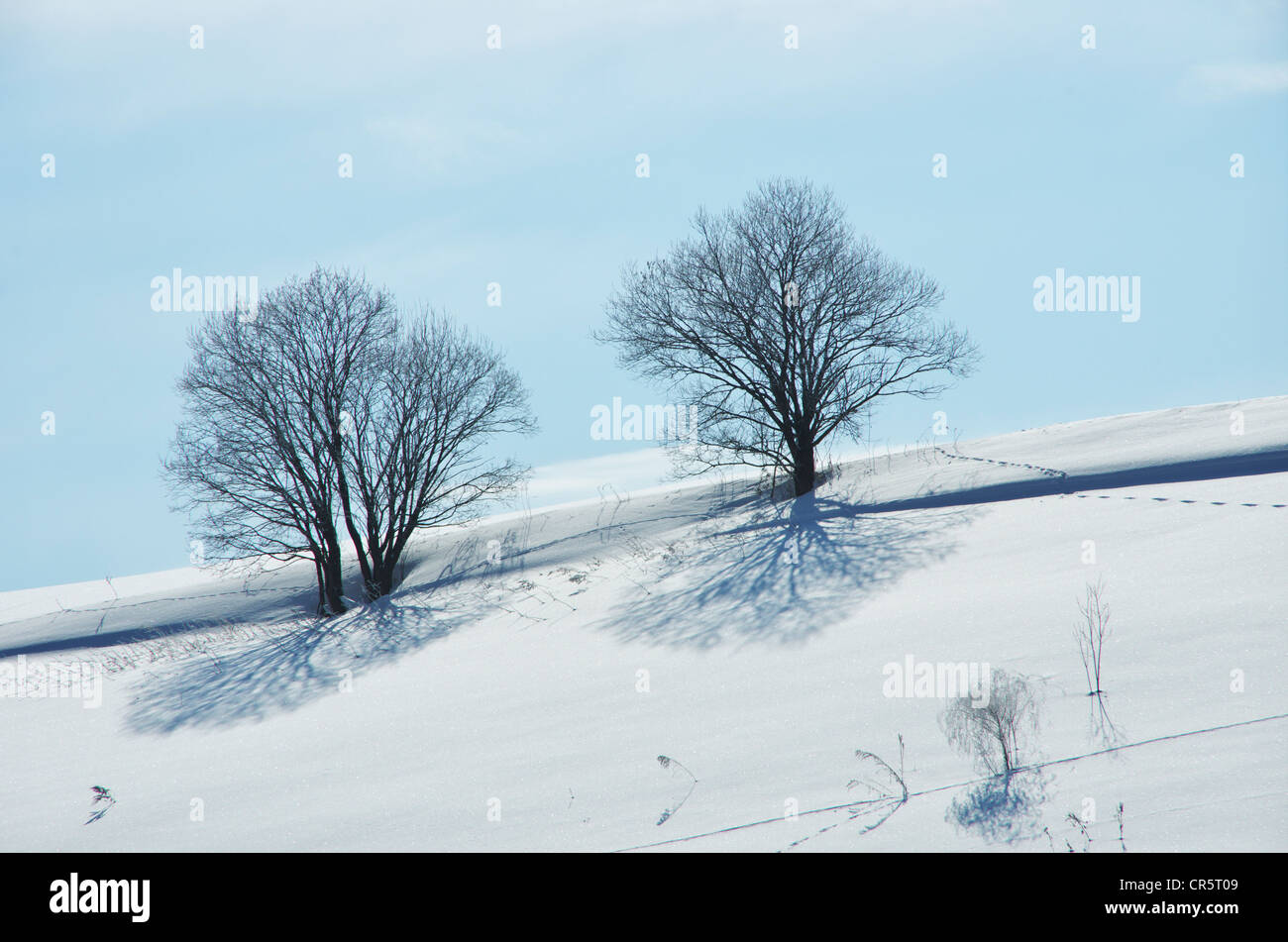 Zwei kahlen Bäume im Winter Landschaft Stockfoto