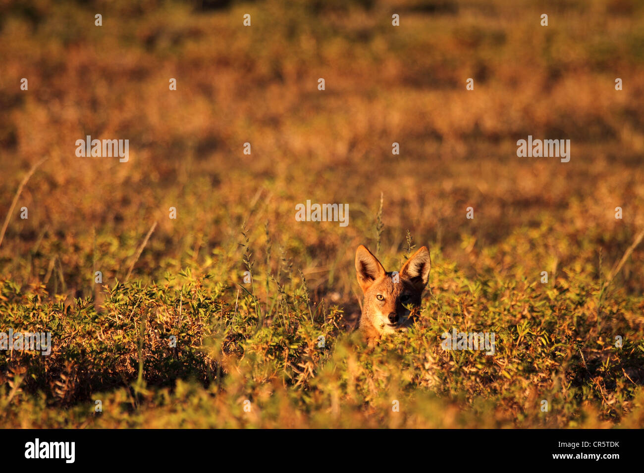 Black-backed Schakal alleinstehenden lange Gras Stockfoto