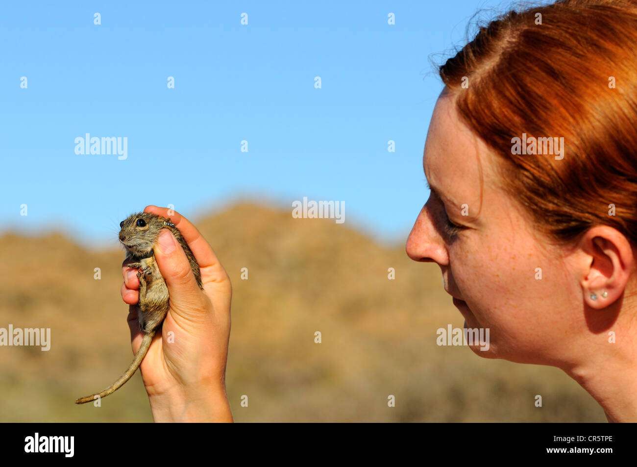 Zoologe, demonstriert den richtigen Griff auf einem vier-gestreiften Rasen Maus oder vier-gestreiften Rasen Ratte (Rhabdomys Pumilio) Stockfoto