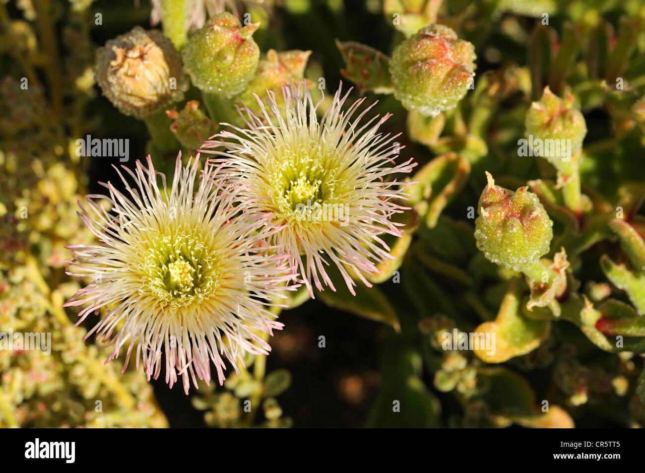 Mesembryanthemum SP. in Lebensraum, Ice-Werk, Mittagsblumengewächsen, Mesembs, Goegap Nature Reserve, Namaqualand, Südafrika, Afrika Stockfoto